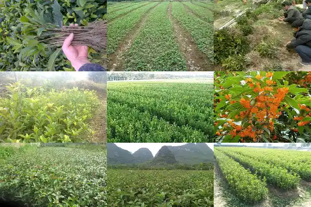桂花树的树干颜色有哪些1684371151192