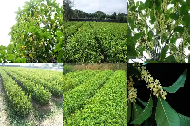 桂花树枝的颜色1684371160559