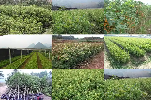 桂花树枝的颜色1684371160606
