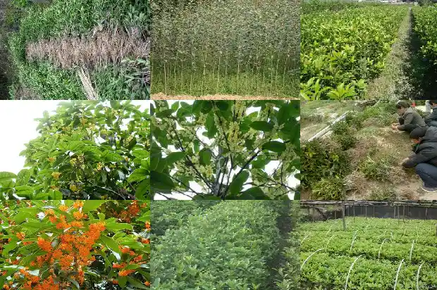 桂花树像什么树一样开花1684371171761