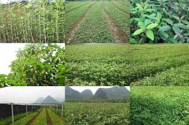 桂花树像什么树一样开花1684371171809