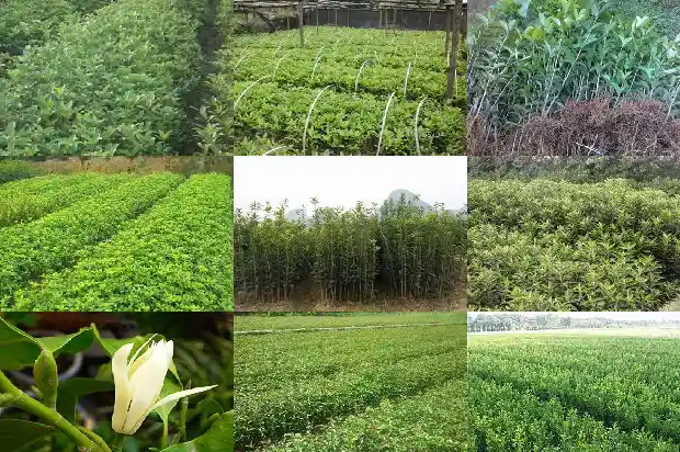 桂花树像什么树一样开花1684371171856