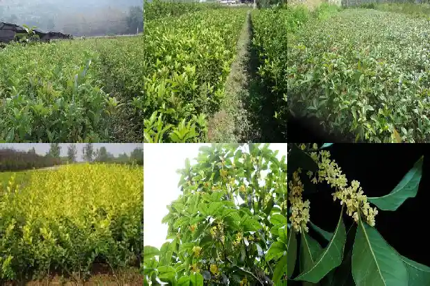 什么树长得像桂花树一样1684371183549