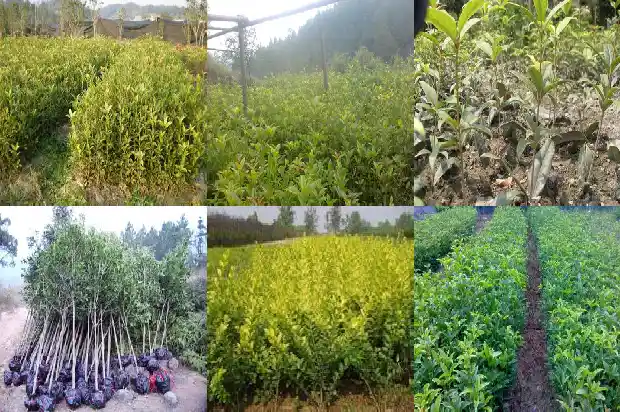 什么树长得像桂花树一样1684371183596
