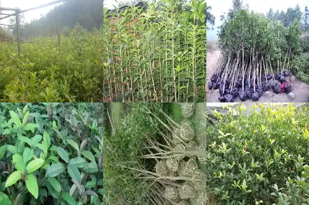 什么树长得像桂花树一样1684371183643