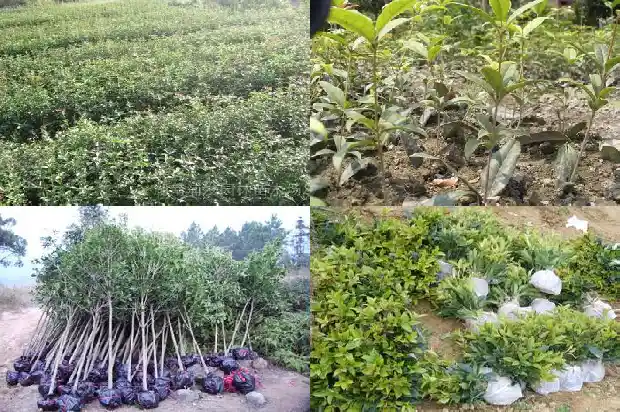 什么树长得像桂花树一样1684371183691