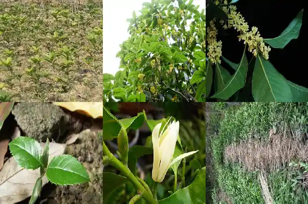 像桂花一样的树叫什么树名1684371191188