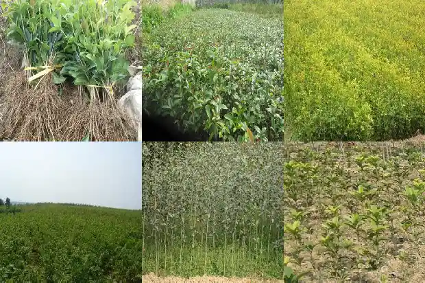 像桂花一样的树叫什么树名1684371191236