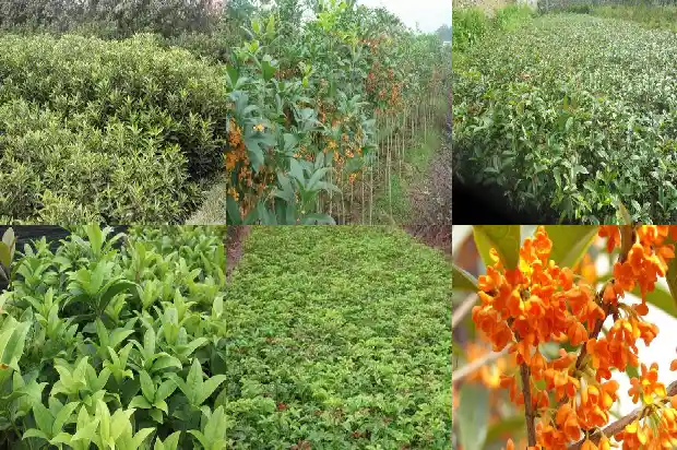 桂花的树叫什么树名1684371198689