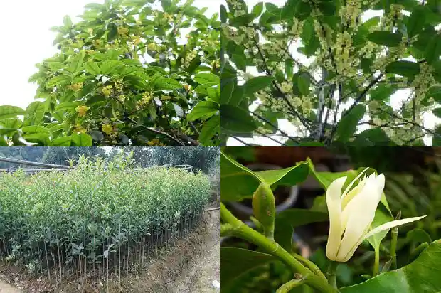 桂花的树叫什么树名1684371198737