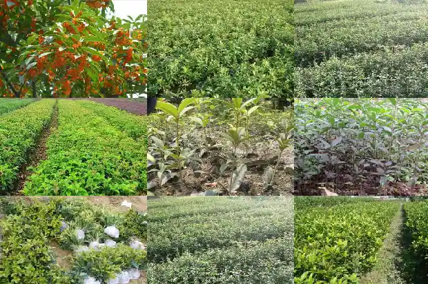桂花树是啥样的树啊1684371217395