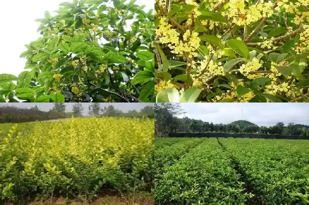 桂花树是啥样的树啊1684371217443