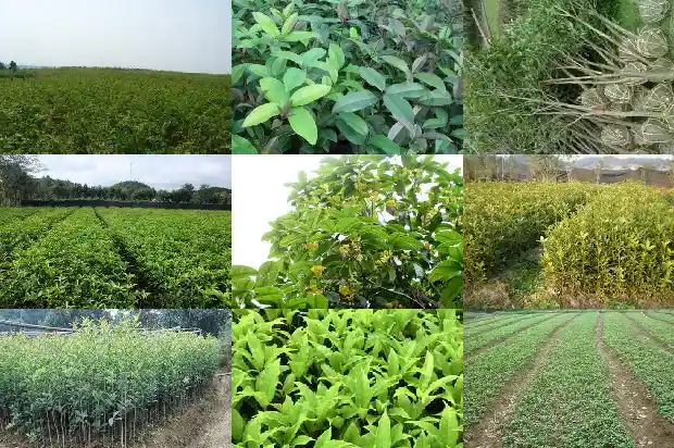 桂花树是啥样的树啊1684371217491