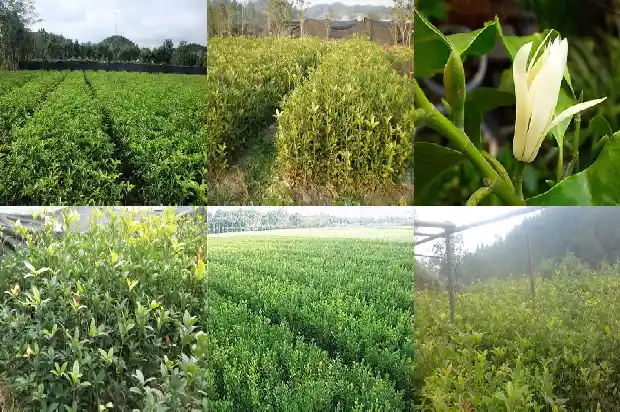 桂花树是啥样的树啊1684371217539