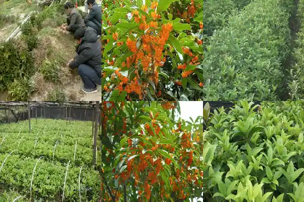 桂花树啥样的好养活1684371230545