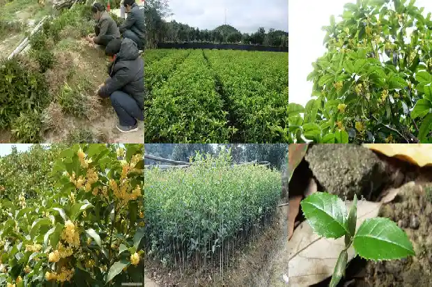 桂花树啥样的好养活1684371230593
