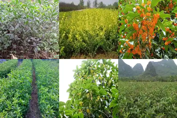 桂花树啥样的好养活1684371230641