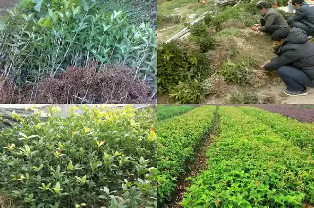 桂花树啥样的好养活1684371230689