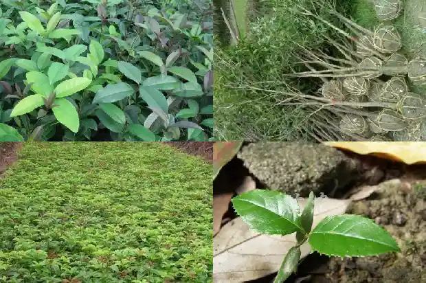 桂花树为什么那么贵1690158299525