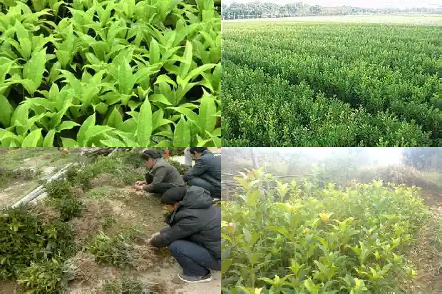 桂花是性寒还是性温1689312682215