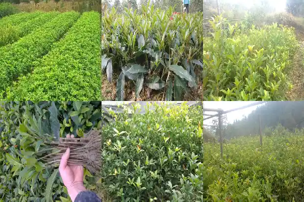 桂花树 移栽1684371270582