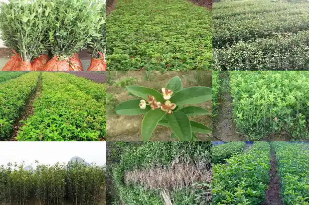 桂花树 移栽1684371270629