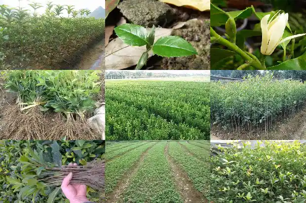 桂花树苗价格多少一盆好看1690504667331
