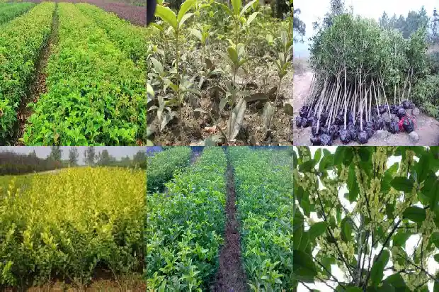 3公分桂花树多久开花1684371278382