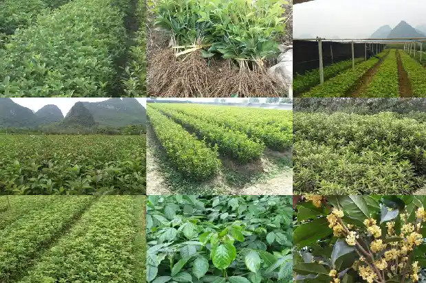 3公分桂花树多久开花1684371278428