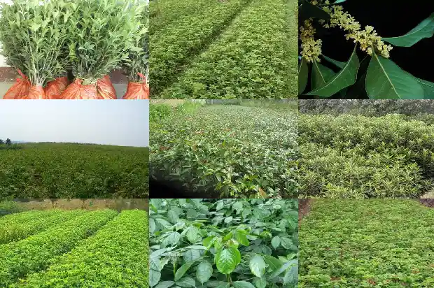 3公分桂花树能开花吗1684371290286