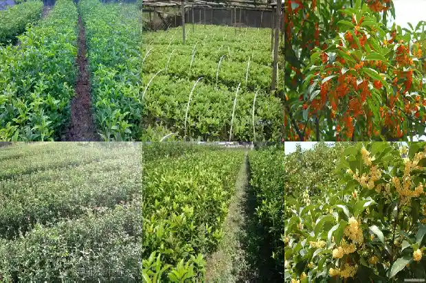 3公分桂花树能开花吗1684371290380