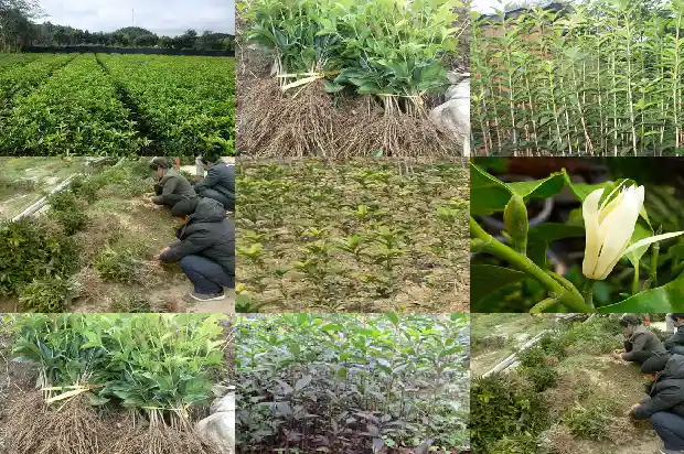 3公分桂花树能开花吗1684371290425