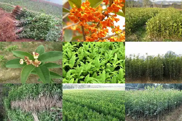 桂花树的品种有哪些怎样区分1684371306932
