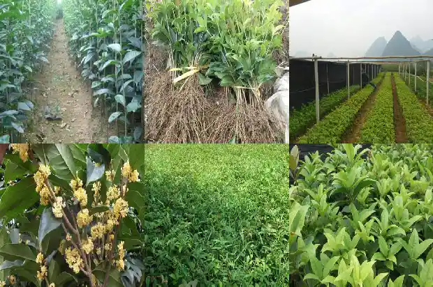 桂花树的品种有哪些怎样区分1684371306978