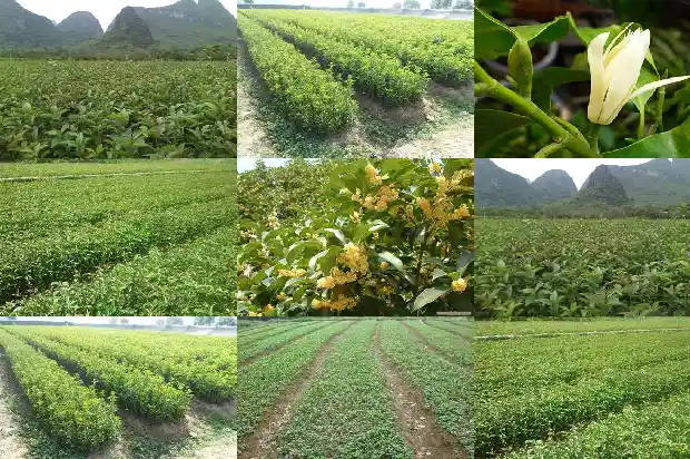 桂花树的区分种类1684371316705