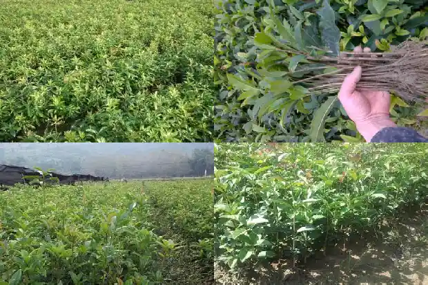 桂花树的区分种类1684371316761