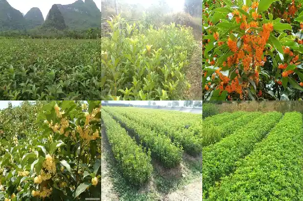 桂花树的区分种类1684371316806