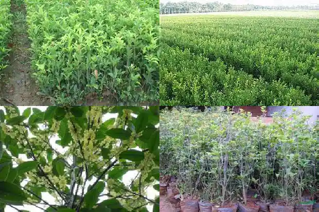 桂花树一般多粗多长的1684371333758
