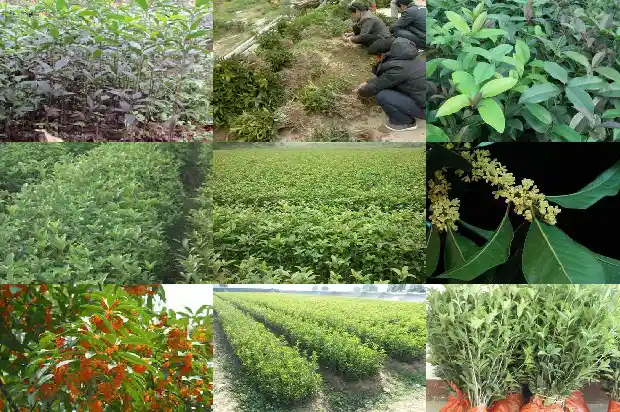 桂花树一般多少钱一斤1689640690620
