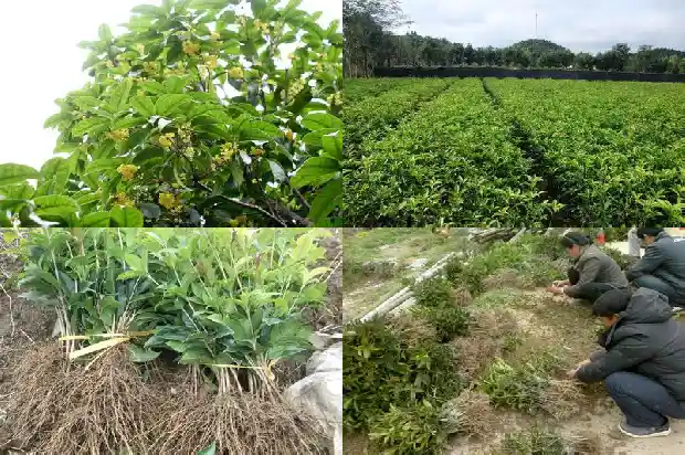 桂花树一般多粗多长的1684371333850