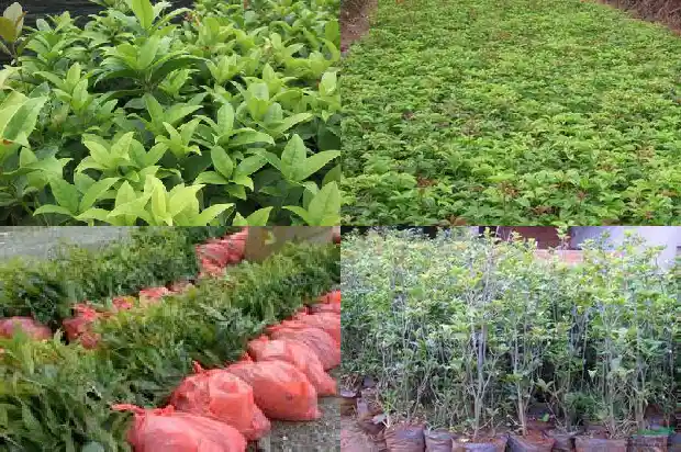 15公分粗的桂花树高多少1684371354727