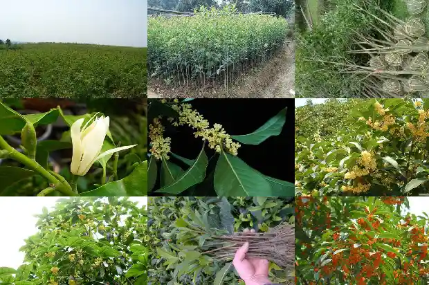 15公分粗的桂花树高多少1684371354775