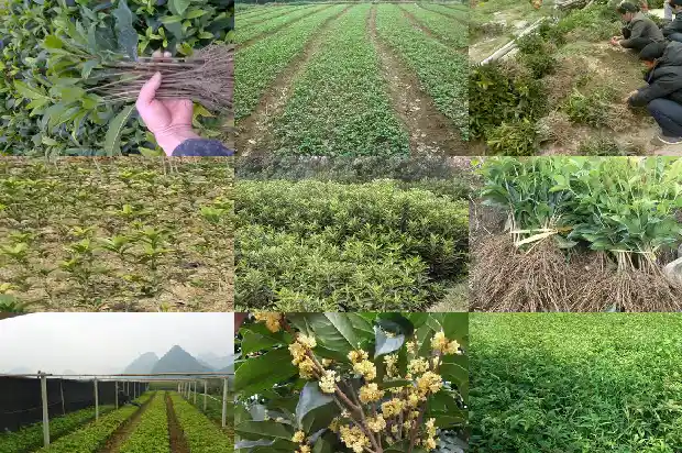 15公分粗的桂花树高多少1684371354822