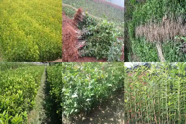 两公分的桂花树是几年的树呢1684371371882