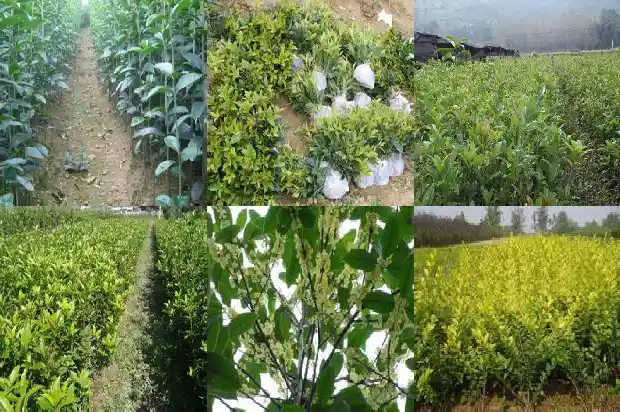 两公分的桂花树是几年的树呢1684371371930