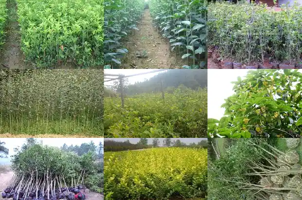 两公分的桂花树是几年的花啊1684371379446