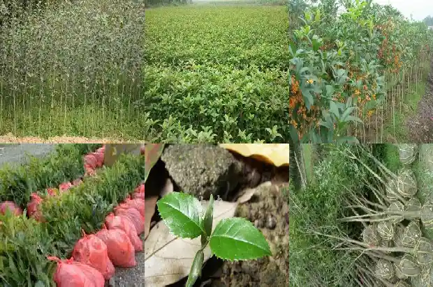 两公分的桂花树是几年的花啊1684371379493