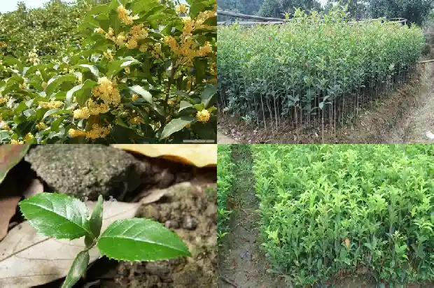 桂花树的直径是多少米的1684371398542