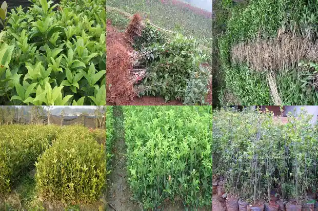 桂花树的直径是多少毫米长1684371408152