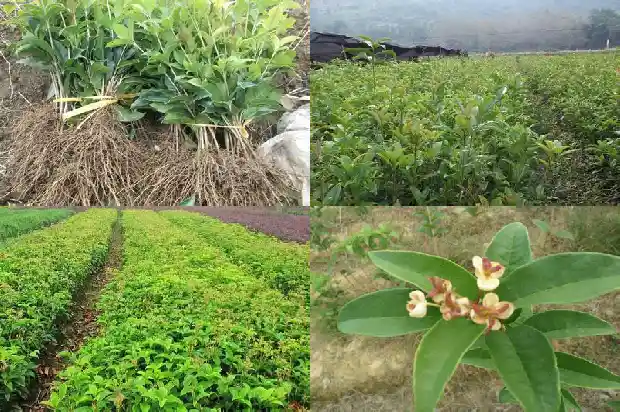 桂花与什么茶叶一起泡比较好1689035071539
